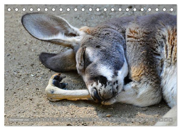 Produktbild: Wilde Tiere - Die sch&ouml;nsten Portraits (Tischkalender 2026 DIN A5 quer), CALVENDO Monatskalender