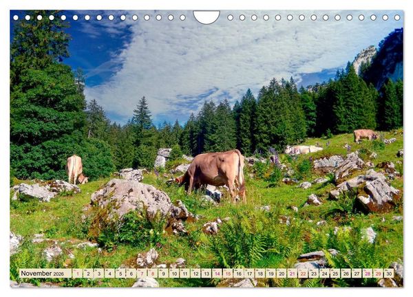 Produktbild: Berg-K&uuml;he, Natur pur - unser sch&ouml;nster Urlaub (Wandkalender 2026 DIN A4 quer), CALVENDO Monatskalender