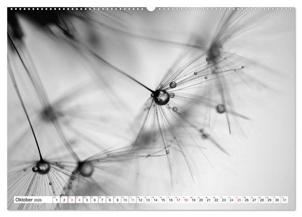 Produktbild: Pusteblumenzauber in schwarzwei&szlig; (Wandkalender 2026 DIN A2 quer), CALVENDO Monatskalender