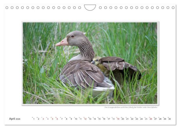 Produktbild: Neusiedler See / CH-Version (Wandkalender 2026 DIN A4 quer), CALVENDO Monatskalender