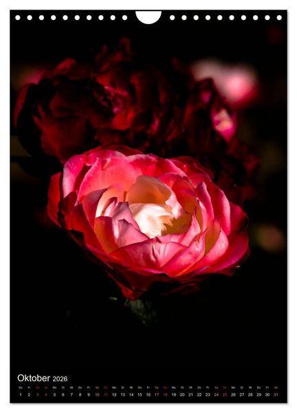 Produktbild: Gartenrosen (Wandkalender 2026 DIN A4 hoch), CALVENDO Monatskalender