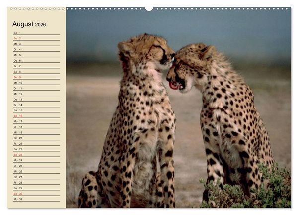 Produktbild: Die Lautlosen. Geparden und Leoparden (hochwertiger Premium Wandkalender 2026 DIN A2 quer), Kunstdruck in Hochglanz