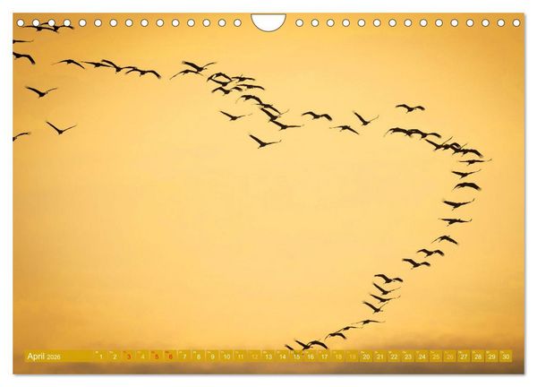 Produktbild: Farben und Muster der Erde (Wandkalender 2026 DIN A4 quer), CALVENDO Monatskalender