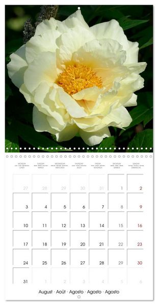 Produktbild: Peonies as painted (Wall Calendar 2026 12 &times; 12 Inch) CALVENDO 12 Month Wall Calendar