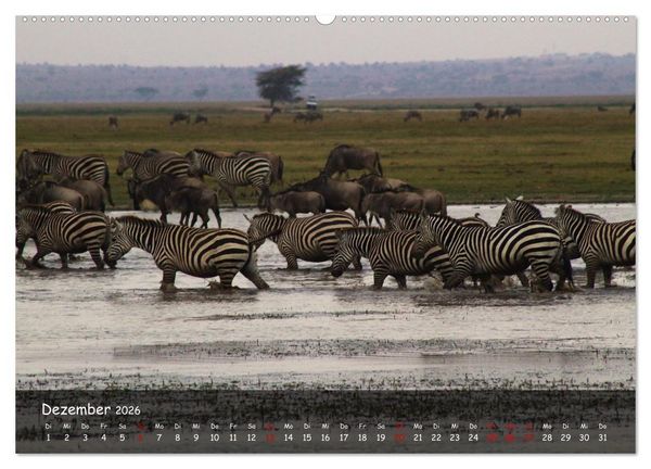 Produktbild: Wildes Ostafrika - Tansania und Kenia hautnah (Wandkalender 2026 DIN A2 quer), CALVENDO Monatskalender