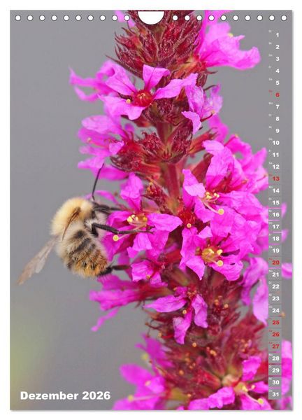 Produktbild: Blossom Love, von Bienen und Hummeln (Wandkalender 2026 DIN A4 hoch), CALVENDO Monatskalender