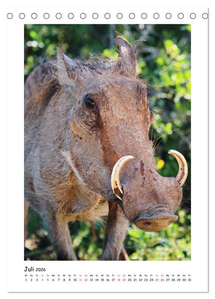 Produktbild: S&Uuml;DAFRIKA - WILDTIERE IM PORTRAIT (Tischkalender 2026 DIN A5 hoch), CALVENDO Monatskalender