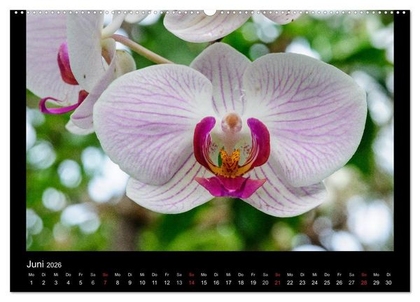 Produktbild: Wunderbare Orchideen (hochwertiger Premium Wandkalender 2026 DIN A2 quer), Kunstdruck in Hochglanz