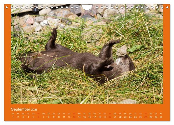 Produktbild: Tierkinder (Wandkalender 2026 DIN A4 quer), CALVENDO Monatskalender