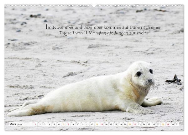 Produktbild: Kegelrobben auf der Insel D&uuml;ne (hochwertiger Premium Wandkalender 2026 DIN A2 quer), Kunstdruck in Hochglanz