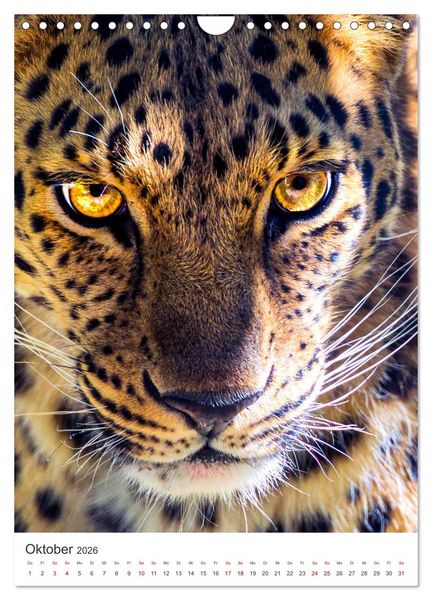 Produktbild: Leoparden - Die Beute im Visier. (Wandkalender 2026 DIN A4 hoch), CALVENDO Monatskalender