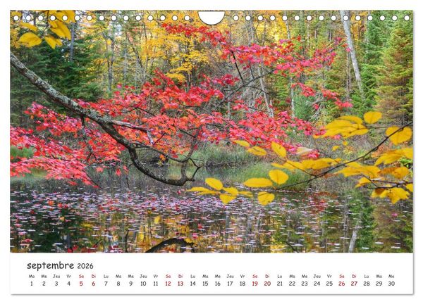 Produktbild: Automne haut en couleurs (Calendrier mural 2026 DIN A4 vertical), CALVENDO calendrier mensuel