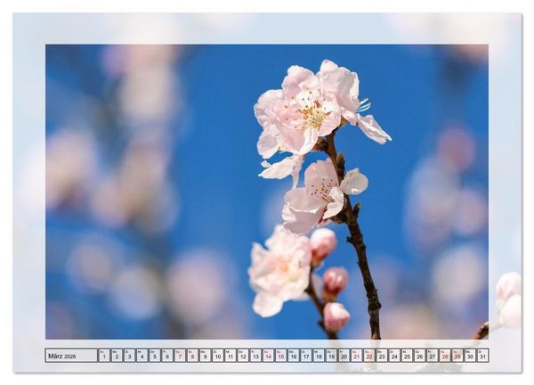 Produktbild: Jeden Monat in der Natur (Wandkalender 2026 DIN A2 quer), CALVENDO Monatskalender
