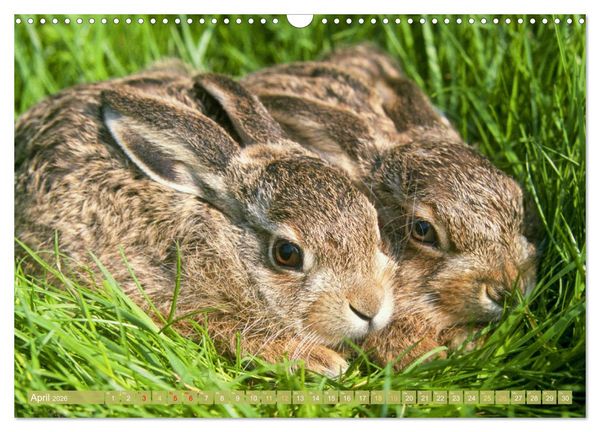Produktbild: Wald-Kindergarten: Tierkinder im Wald (Wandkalender 2026 DIN A3 quer), CALVENDO Monatskalender