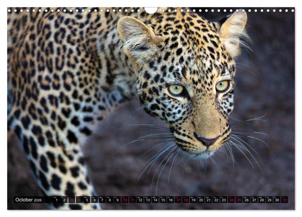 Produktbild: Leopards in the wild (Wall Calendar 2026 DIN A3 landscape), CALVENDO 12 Month Wall Calendar