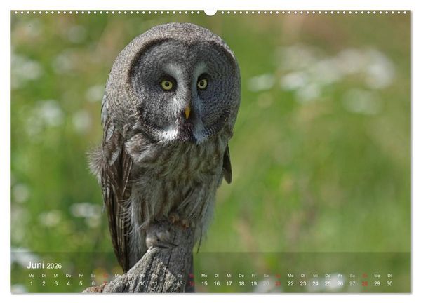 Produktbild: Eulen-Kalender (hochwertiger Premium Wandkalender 2026 DIN A2 quer), Kunstdruck in Hochglanz