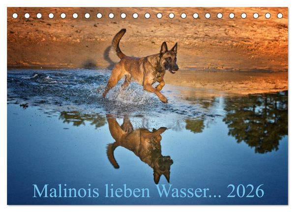 Produktbild: Malinois lieben Wasser (Tischkalender 2026 DIN A5 quer), CALVENDO Monatskalender