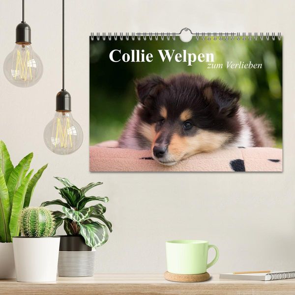 Produktbild: Collie Welpen zum Verlieben (Wandkalender 2026 DIN A4 quer), CALVENDO Monatskalender