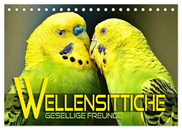 Produktbild: Wellensittiche - gesellige Freunde (Tischkalender 2026 DIN A5 quer), CALVENDO Monatskalender