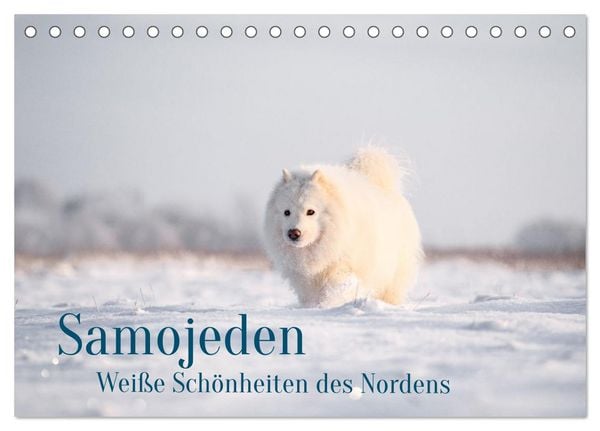 Produktbild: Samojeden - Liebenswerte Fellkugeln (Tischkalender 2026 DIN A5 quer), CALVENDO Monatskalender