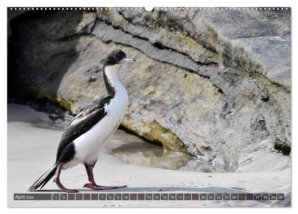 Produktbild: Tierparadies S&uuml;dpolarmeer (hochwertiger Premium Wandkalender 2026 DIN A2 quer), Kunstdruck in Hochglanz