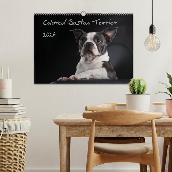 Produktbild: Colored Boston Terrier 2026 (Wandkalender 2026 DIN A3 quer), CALVENDO Monatskalender