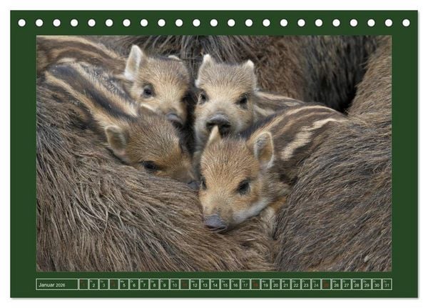 Produktbild: Schweinkram - Die Wildschweine sind los (Tischkalender 2026 DIN A5 quer), CALVENDO Monatskalender