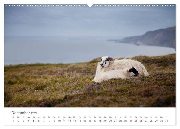 Produktbild: Schafe - Weich und wollig (hochwertiger Premium Wandkalender 2027 DIN A2 quer), Kunstdruck in Hochglanz