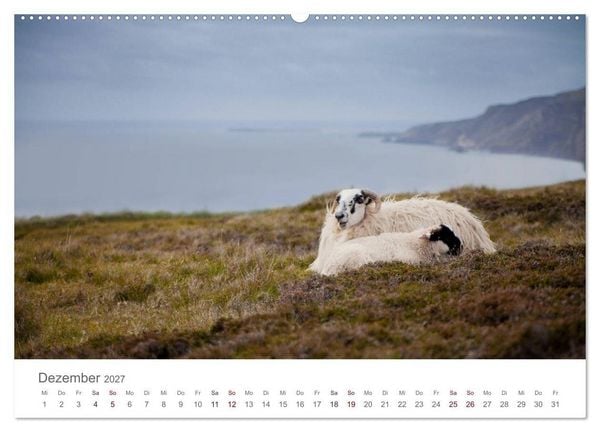 Produktbild: Schafe - Weich und wollig (Wandkalender 2027 DIN A2 quer), CALVENDO Monatskalender