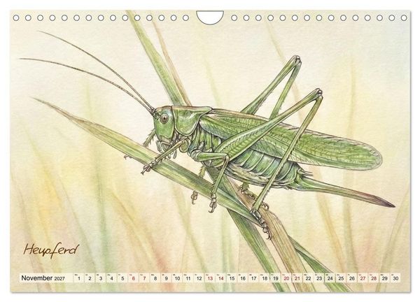Produktbild: Kleine Wunder in Aquarell - Heimische Insekten kunstvoll illustriert (Wandkalender 2027 DIN A4 quer), CALVENDO Monatskalender