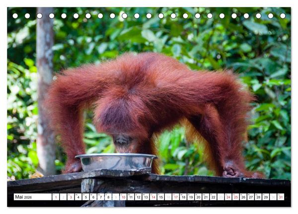 Produktbild: Orang Utans von Borneo Tierkalender 2026 (Tischkalender 2026 DIN A5 quer), CALVENDO Monatskalender