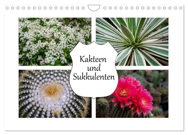 Produktbild: Kakteen und Sukkulenten (Wandkalender 2026 DIN A4 quer), CALVENDO Monatskalender