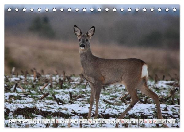 Produktbild: Wildtiere. Heimische Sch&ouml;nheiten (Tischkalender 2026 DIN A5 quer), CALVENDO Monatskalender