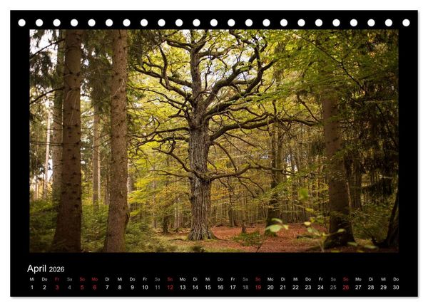 Produktbild: M&auml;rchenhafter Reinhardswald und Urwald Sababurg (Tischkalender 2026 DIN A5 quer), CALVENDO Monatskalender