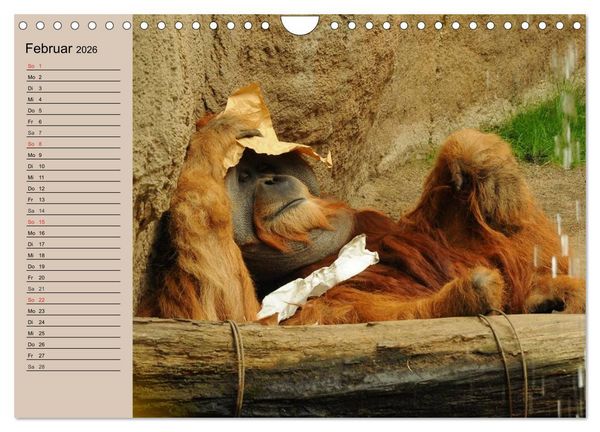 Produktbild: Orang-Utans (Wandkalender 2026 DIN A4 quer), CALVENDO Monatskalender