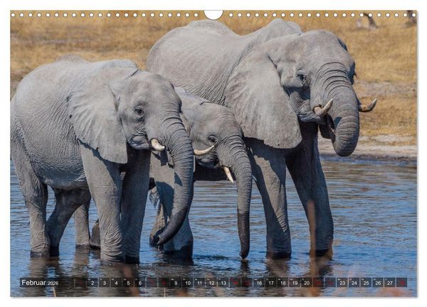 Produktbild: Elefanten Begegnungen im &ouml;stlichen und s&uuml;dlichen Afrika (Wandkalender 2026 DIN A3 quer), CALVENDO Monatskalender