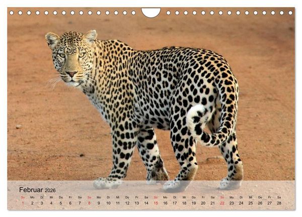 Produktbild: Leoparden. Elegante J&auml;ger (Wandkalender 2026 DIN A4 quer), CALVENDO Monatskalender