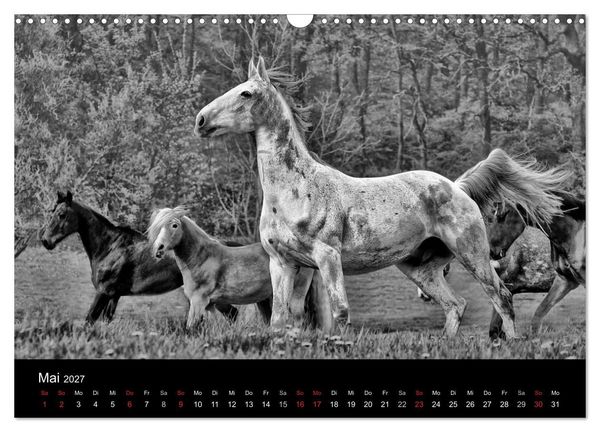 Produktbild: Pferde 2027 Wild Thing (Wandkalender 2027 DIN A3 quer), CALVENDO Monatskalender