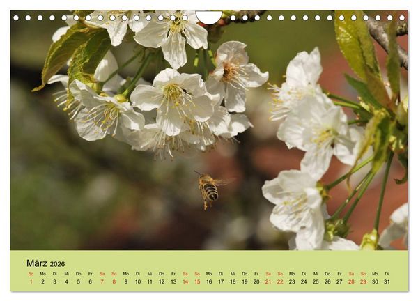 Produktbild: Bienen bei der Arbeit (Wandkalender 2026 DIN A4 quer), CALVENDO Monatskalender