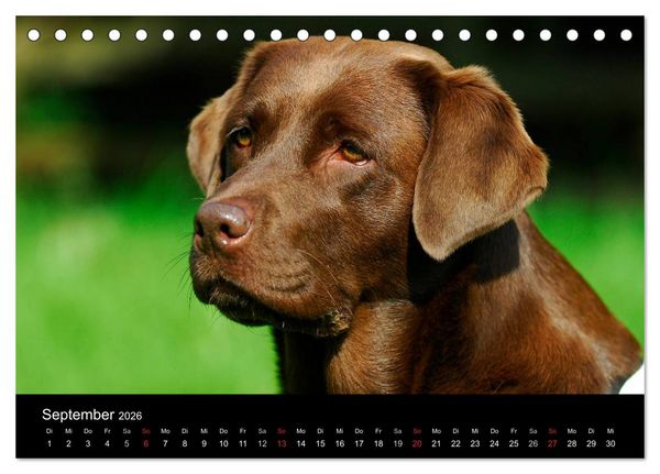 Produktbild: Labrador Retriever 2026 (Tischkalender 2026 DIN A5 quer), CALVENDO Monatskalender