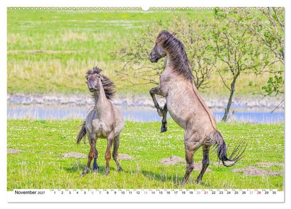 Produktbild: Ein Herz f&uuml;r Wildpferde (hochwertiger Premium Wandkalender 2027 DIN A2 quer), Kunstdruck in Hochglanz