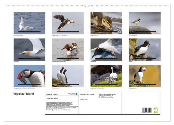 Produktbild: V&ouml;gel auf Island (Wandkalender 2026 DIN A2 quer), CALVENDO Monatskalender