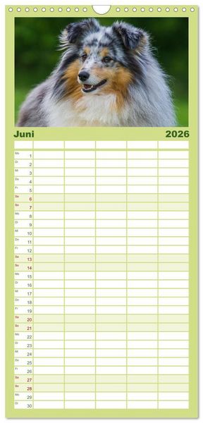 Produktbild: Familienplaner 2026 - Traumhund Sheltie mit 5 Spalten (Wandkalender, 21 x 45 cm) CALVENDO
