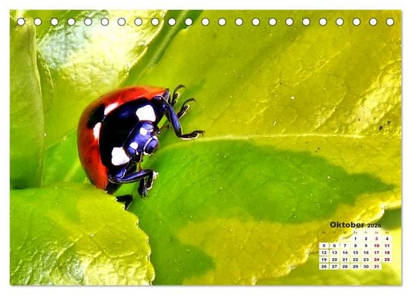 Produktbild: Viel Gl&uuml;ck! (Tischkalender 2026 DIN A5 quer), CALVENDO Monatskalender