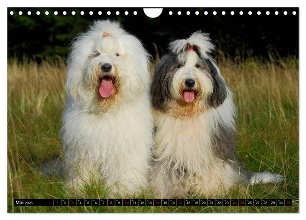 Produktbild: Traumhund Bobtail (Wandkalender 2026 DIN A4 quer), CALVENDO Monatskalender