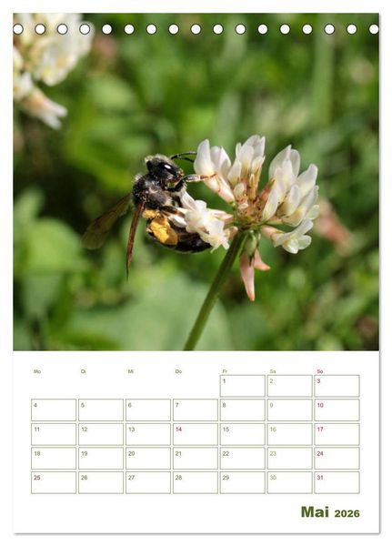 Produktbild: Wildbienen-Terminplaner 2026 (Tischkalender 2026 DIN A5 hoch), CALVENDO Monatskalender