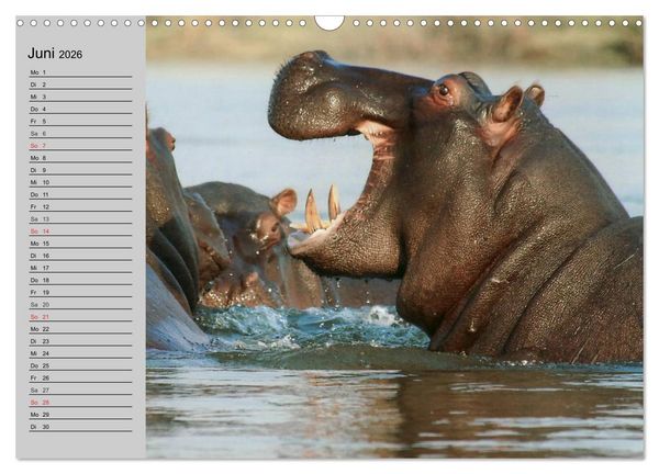 Produktbild: Nash&ouml;rner und Flusspferde (Wandkalender 2026 DIN A3 quer), CALVENDO Monatskalender