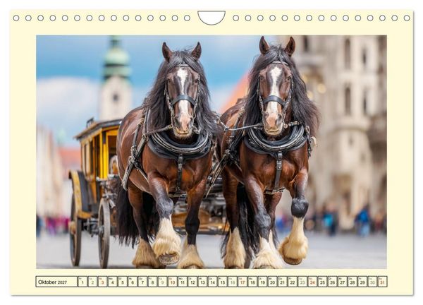 Produktbild: Shire Horse Zauber. Englands elegante Riesen (Wandkalender 2027 DIN A4 quer), CALVENDO Monatskalender