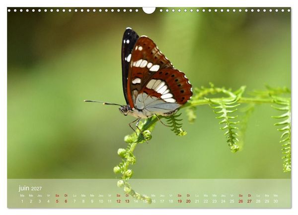 Produktbild: Oiseaux, Papillons et Libellules (Calendrier mural 2027 DIN A3 vertical), CALVENDO calendrier mensuel