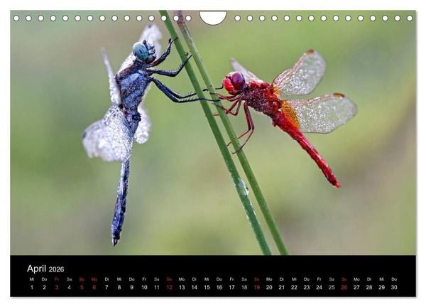 Produktbild: Libellen im Ried (Wandkalender 2026 DIN A4 quer), CALVENDO Monatskalender